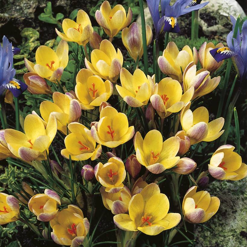 Promesse de Fleurs - Crocus chrysanthus Advance Bulbe calibre 5+ (par 15)