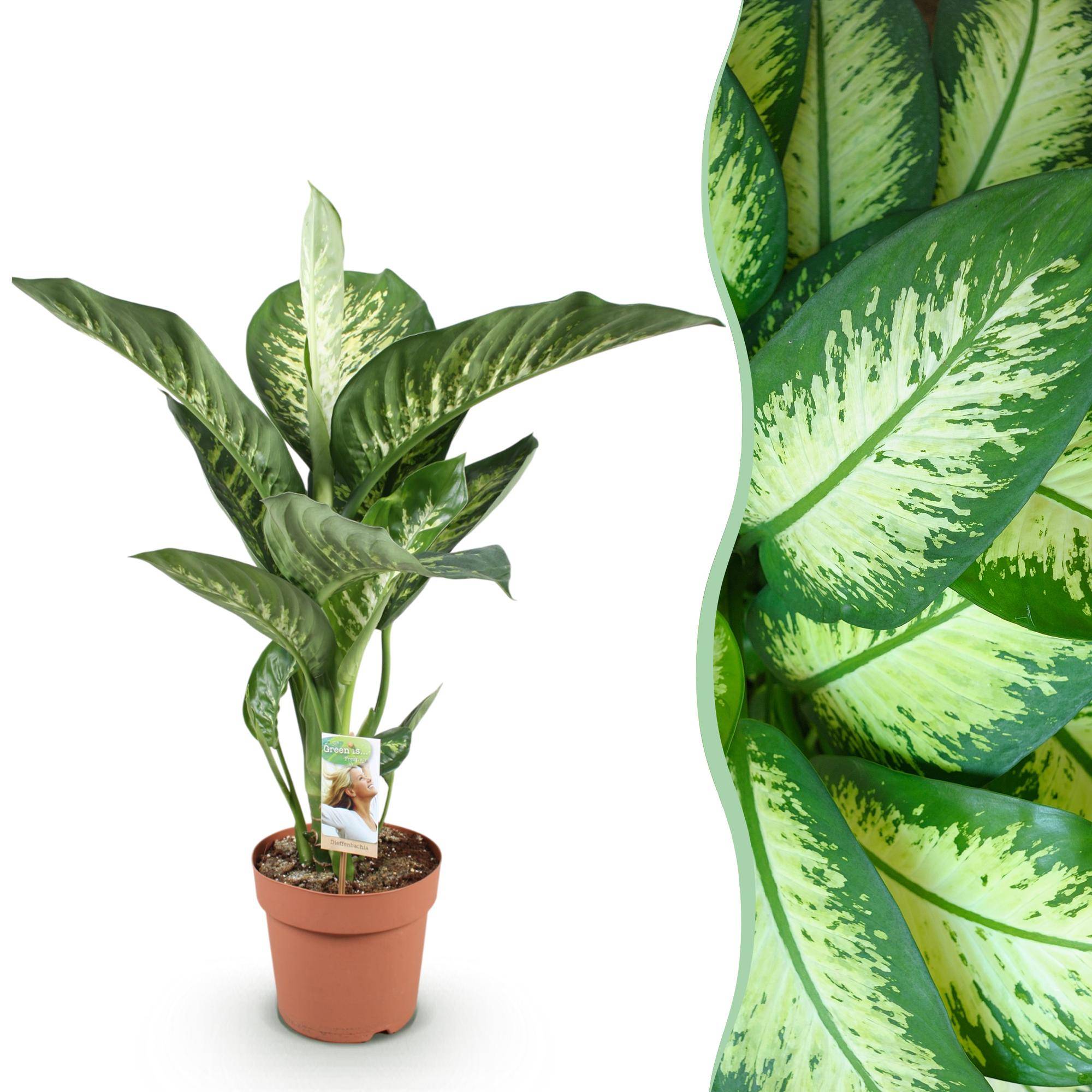 Diefenbachia Tropic Snow - Dieffenbachia - Pot de 21cm - Hauteur 90-100cm - Sans cache-pot - Plantes d'intérieur