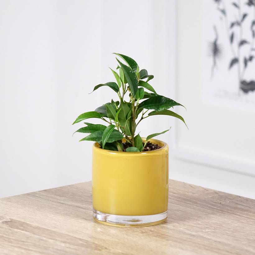Promesse de Fleurs - Ficus Natasja - Figuier pleureur nain Mini-plante