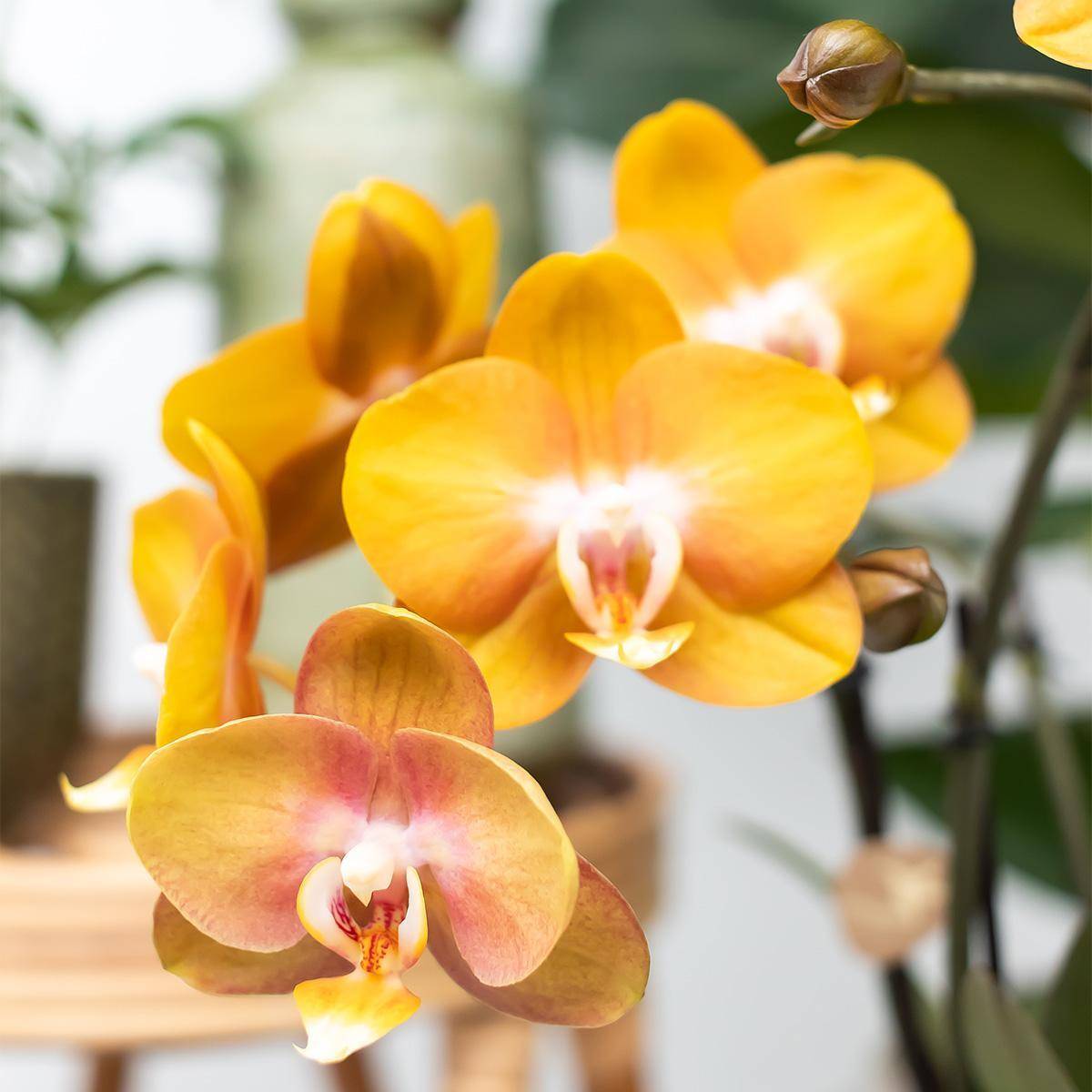 La Green Touch - Orchidée Ocre et son pot- La Green Touch Cognac - Hauteur 40cm - Imagen 2