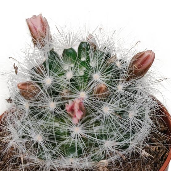 La Green Touch - Cactus Fleuri Mélange - Lot de 5- La Green Touch - Image 6