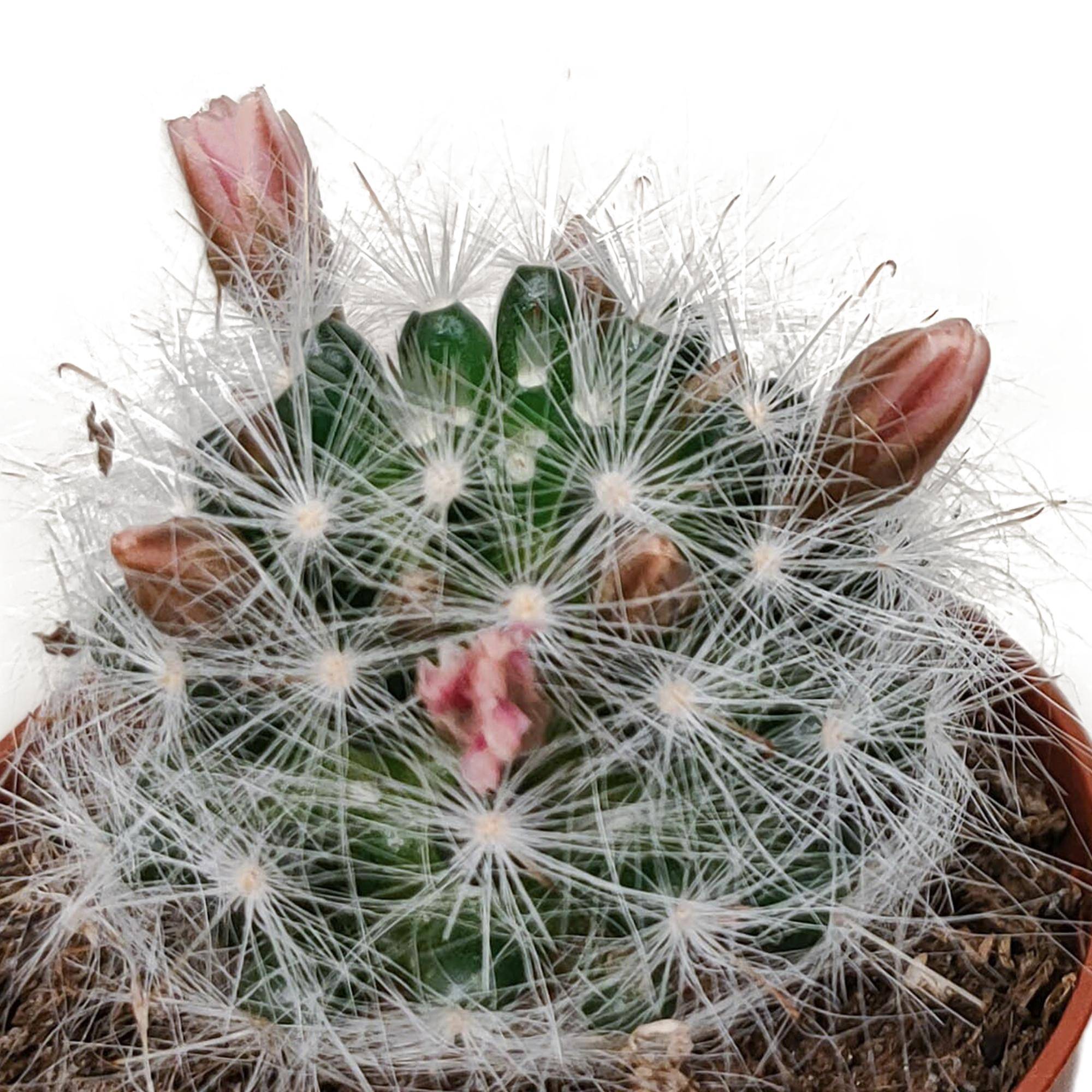 La Green Touch - Cactus Fleuri Mélange - Lot de 5- La Green Touch - Image 6