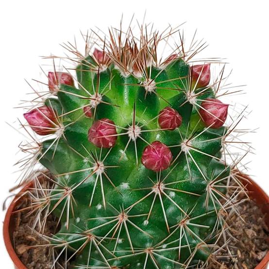 La Green Touch - Cactus Fleuri Mélange - Lot de 5- La Green Touch - Image 8