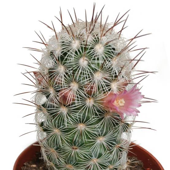La Green Touch - Cactus Fleuri Mélange - Lot de 5- La Green Touch - Image 7