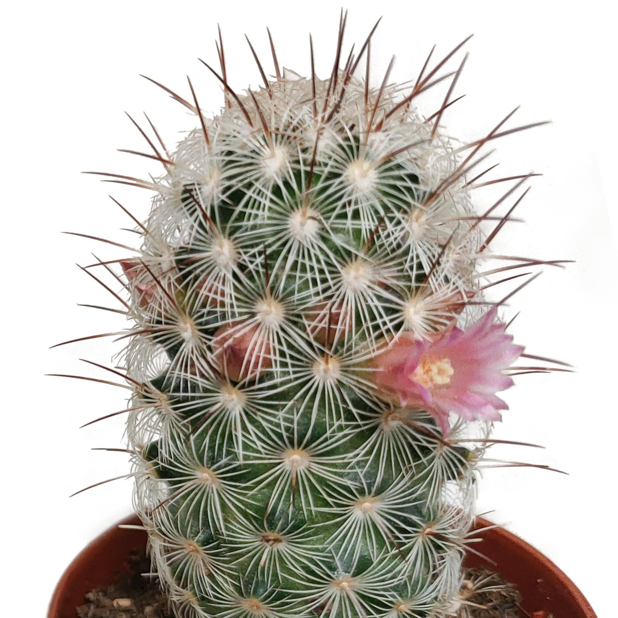 La Green Touch - Cactus Fleuri Mélange - Lot de 5- La Green Touch - Image 7
