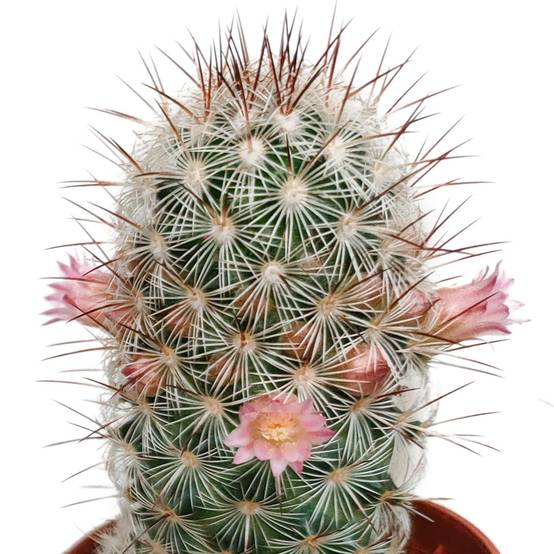 La Green Touch - Cactus Fleuri Mélange - Lot de 5- La Green Touch - Image 4