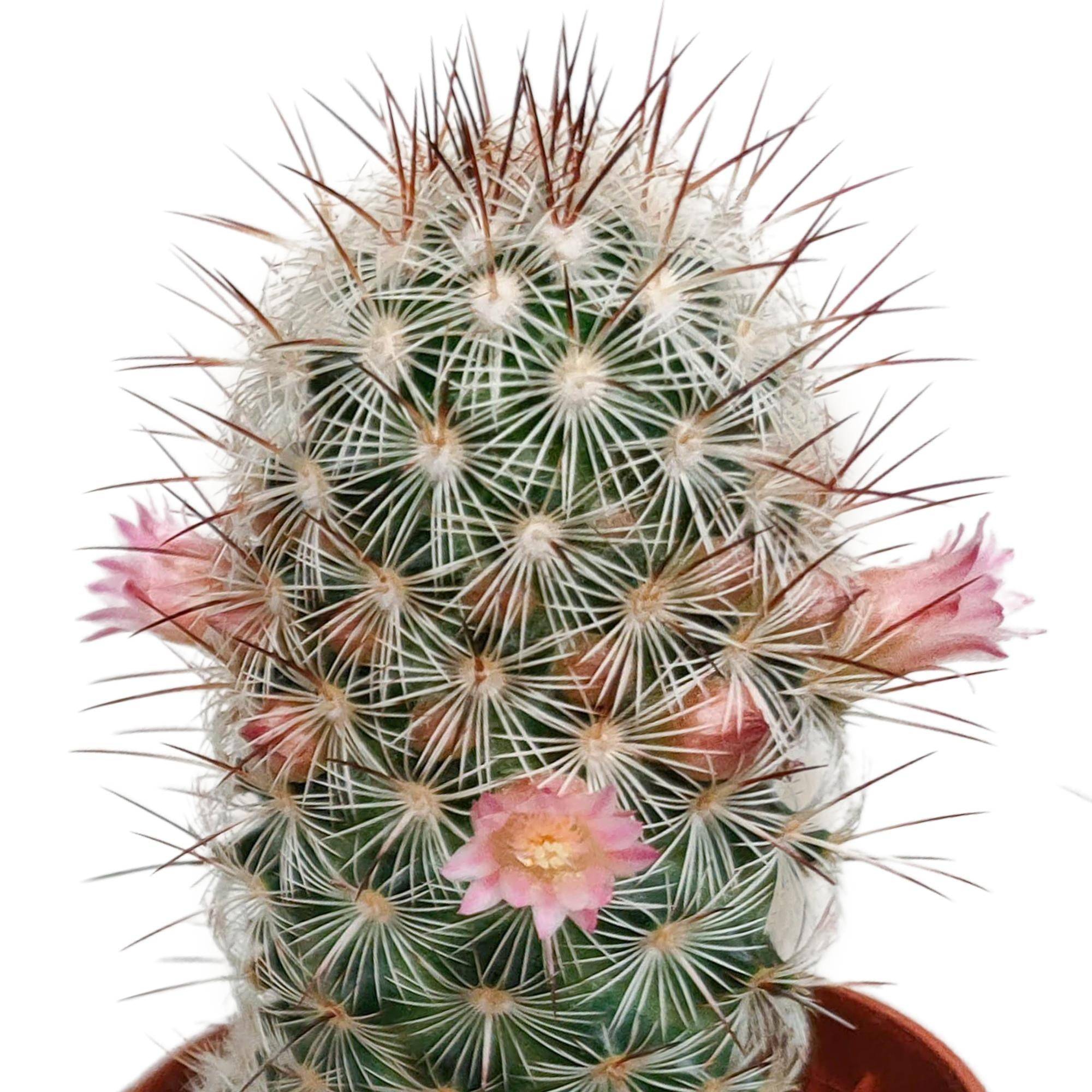 La Green Touch - Cactus Fleuri Mélange - Lot de 5- La Green Touch - Image 4