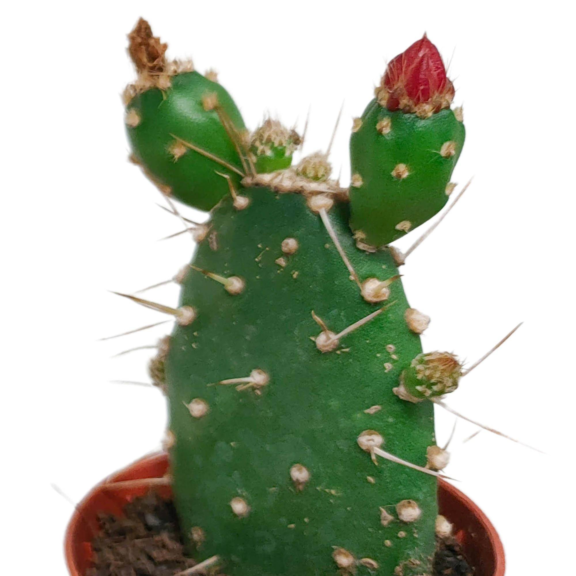 La Green Touch - Cactus Fleuri Mélange - Lot de 5- La Green Touch - Image 5