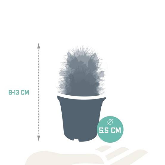 La Green Touch - Cactus Fleuri Mélange - Lot de 5- La Green Touch - Image 2