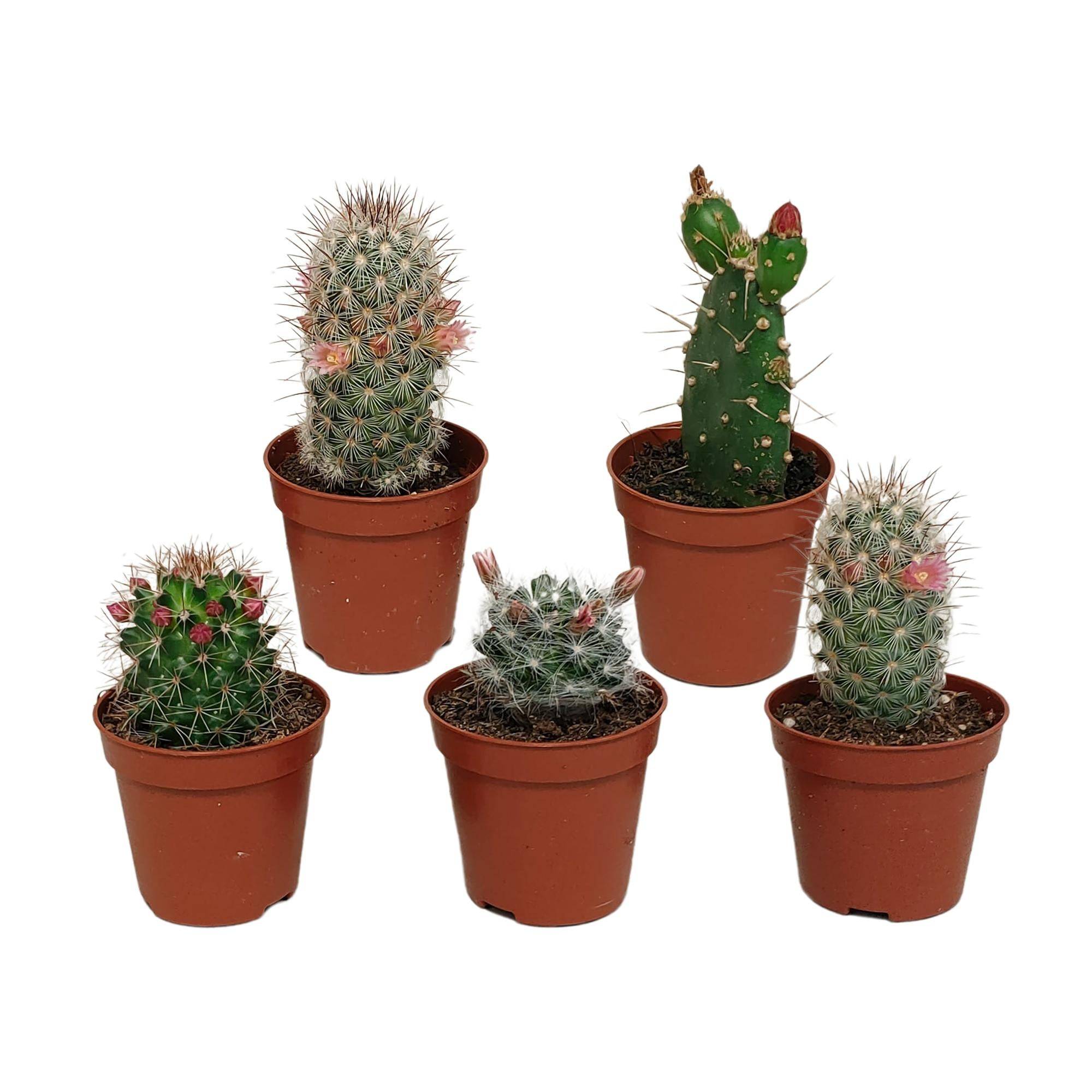 La Green Touch - Cactus Fleuri Mélange - Lot de 5- La Green Touch - Image 1