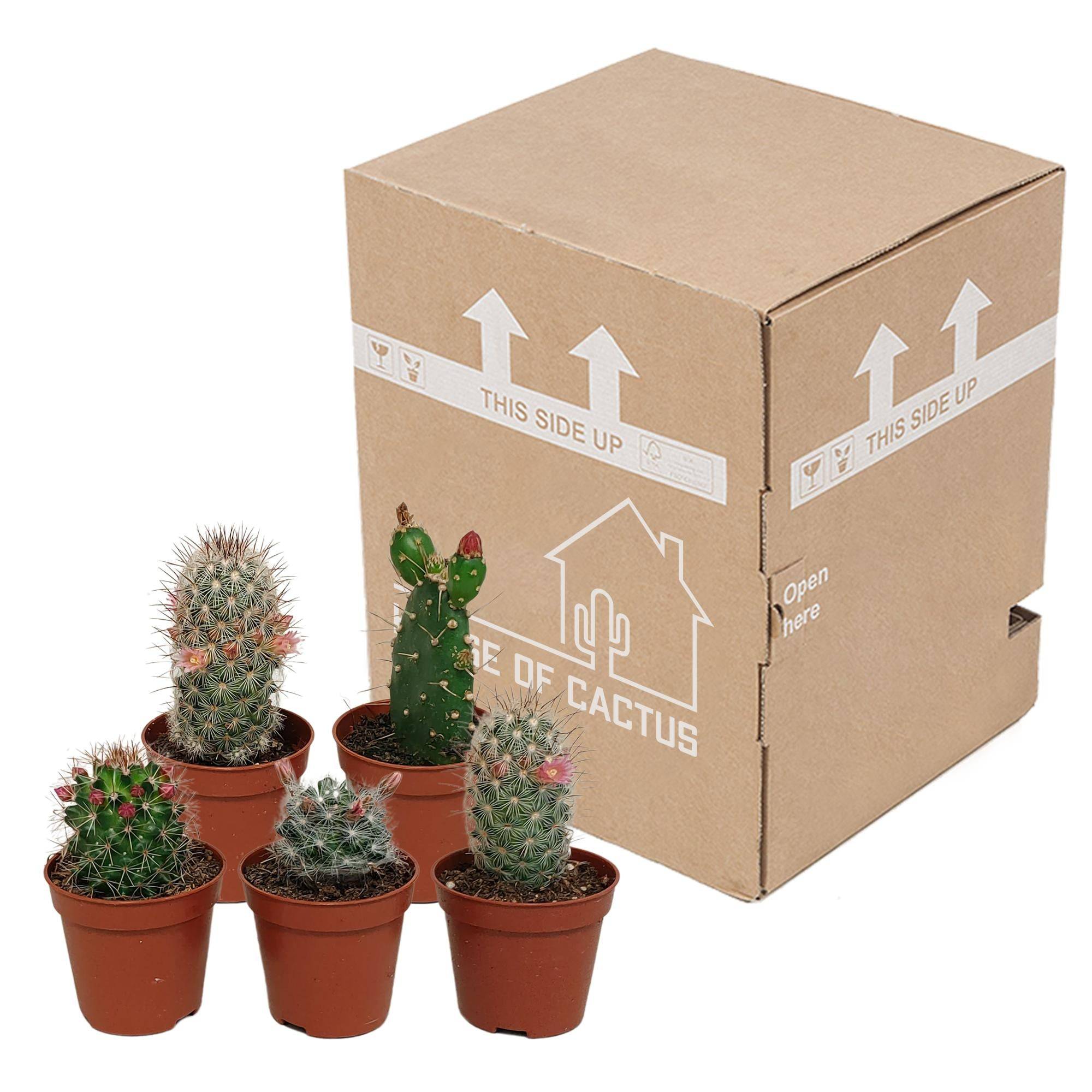 La Green Touch - Cactus Fleuri Mélange - Lot de 5- La Green Touch - Image 3