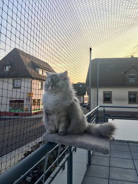 Filet de clôture anti-chute pour chat,filet de protection- 4x3m, Renforcé, Résistant aux Intempéries, Sécurise Balcon, Fenêtres et Terrasses-Lytech - Image 5