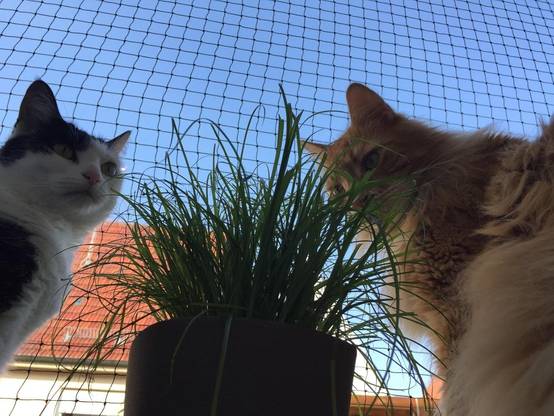 Filet de clôture anti-chute pour chat,filet de protection- 4x3m, Renforcé, Résistant aux Intempéries, Sécurise Balcon, Fenêtres et Terrasses-Lytech - Image 6