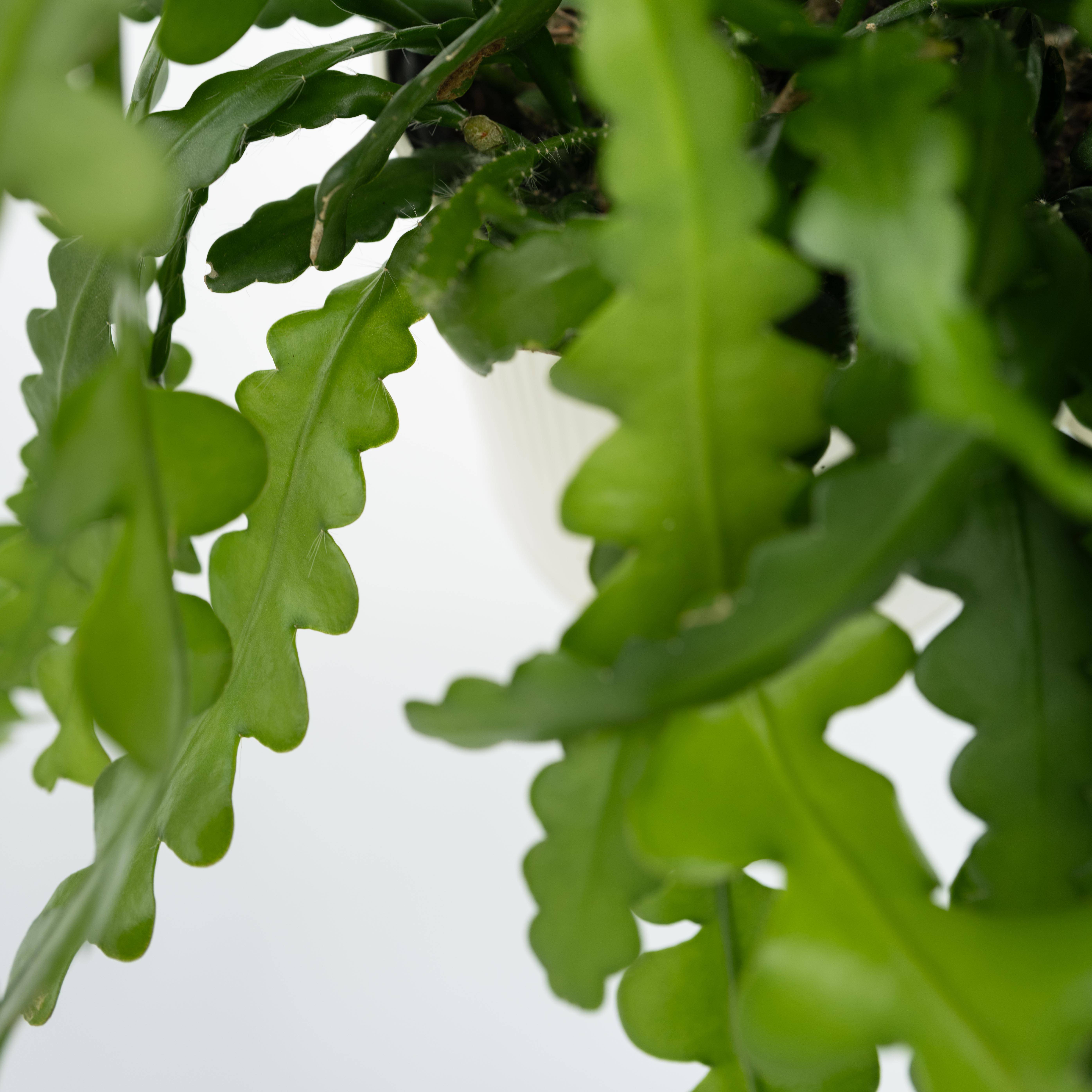 Plant In A Box - Cactus orchidée - Epiphyllum 'Anguliger' - Hauteur 30-40cm - ⌀15cm - Image 4