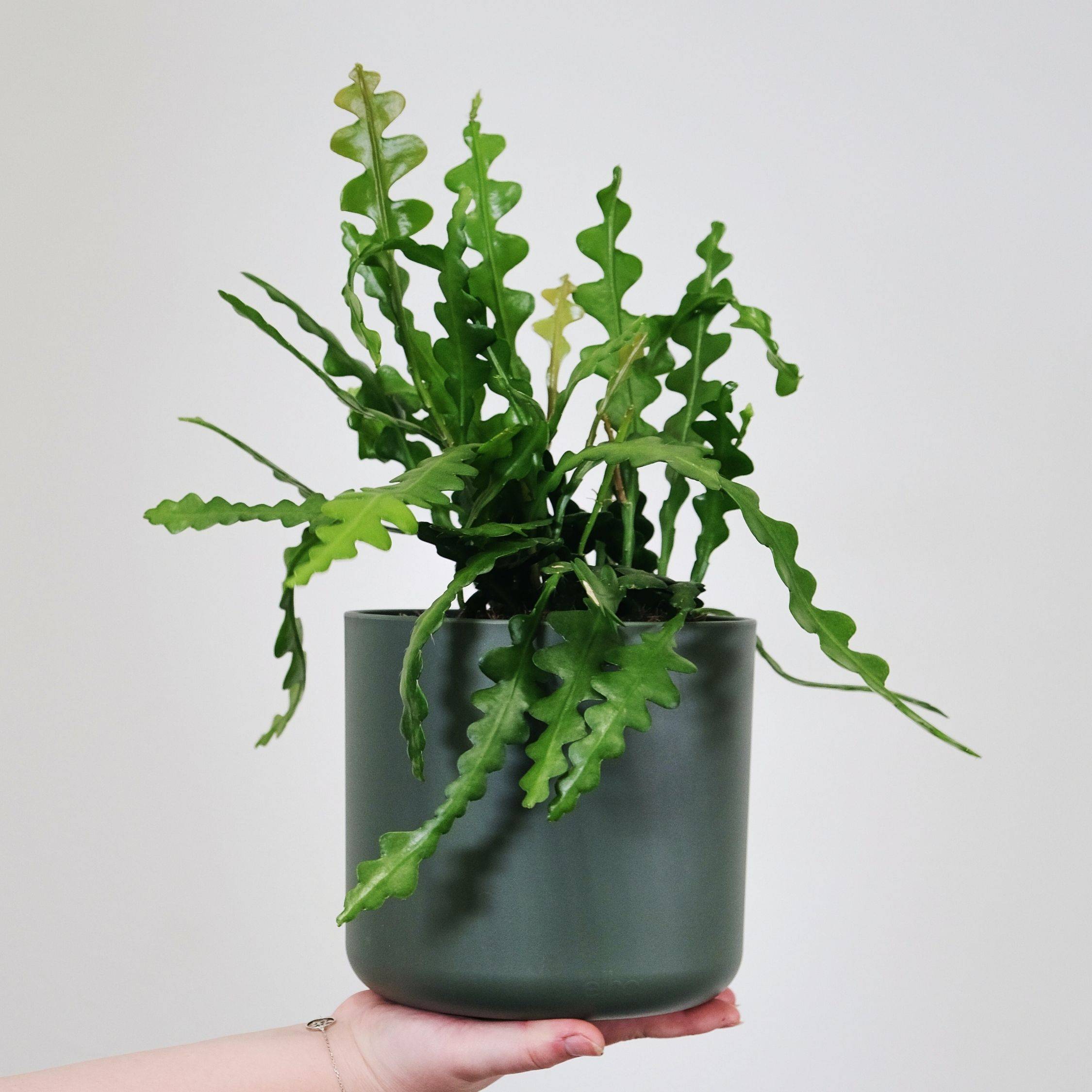 Plant In A Box - Cactus orchidée - Epiphyllum 'Anguliger' - Hauteur 30-40cm - ⌀15cm - Image 3