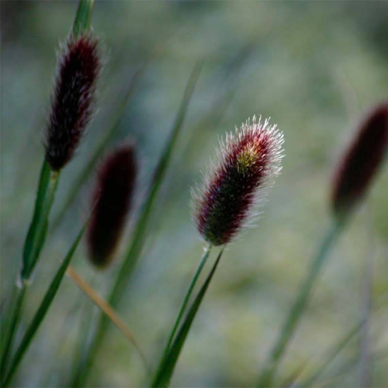 Promesse de Fleurs - Pennisetum thunbergii - Herbe aux écouvillons pourpres Godet de 8/9 cm