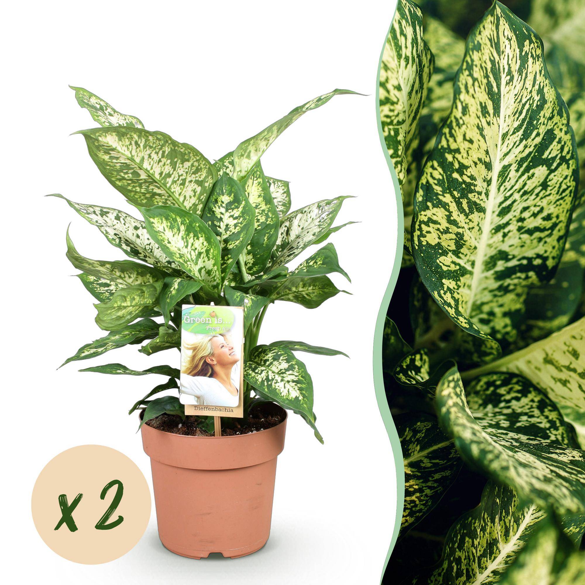 Diefenbachia Compacta - Dieffenbachia - Pot de 17cm - Hauteur 45-50cm - 2 plantes - Sans cache-pot - Plantes d'intérieur