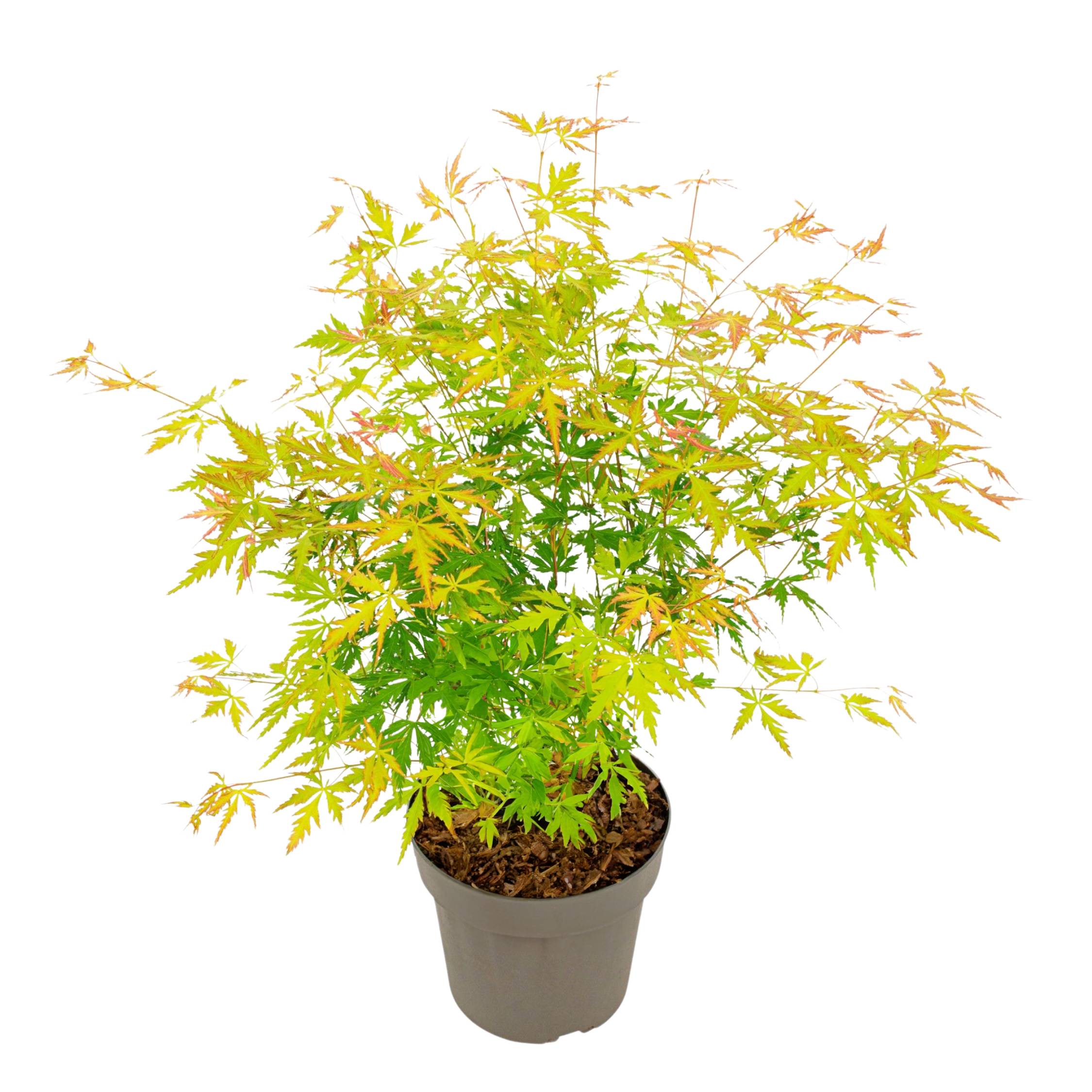 Érable du Japon - Acer palmatum 'Orange Lace' - Hauteur 60-70cm - ⌀19cm - Imagen 1