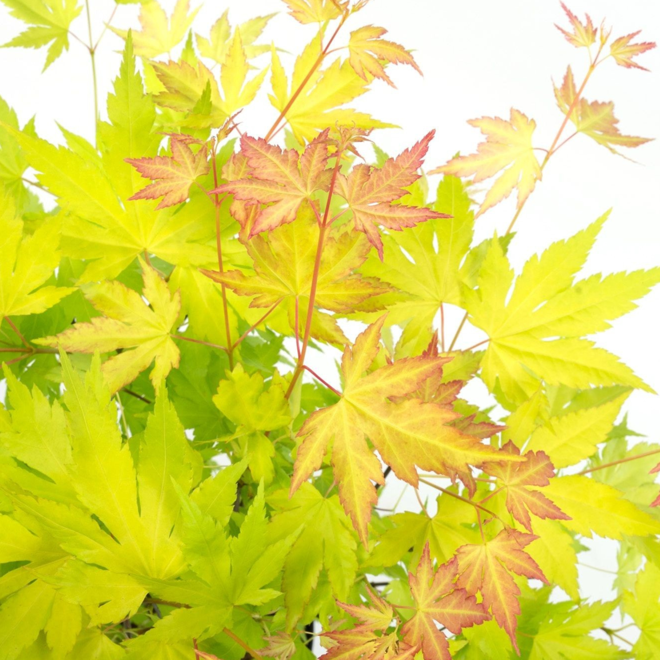 Érable du Japon - Acer palmatum 'Orange Lace' - Hauteur 60-70cm - ⌀19cm - Imagen 4