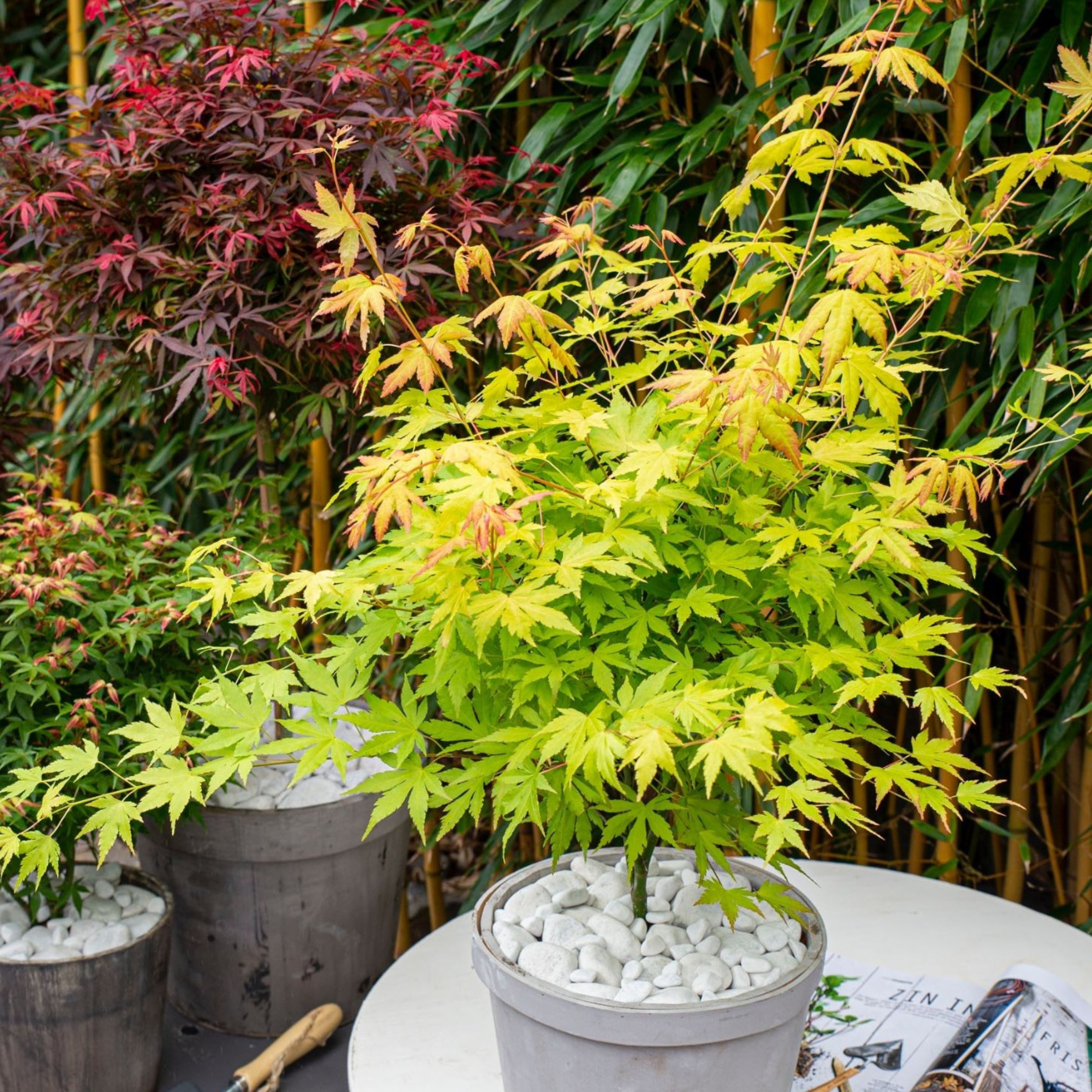Érable du Japon - Acer palmatum 'Orange Lace' - Hauteur 60-70cm - ⌀19cm - Imagen 3