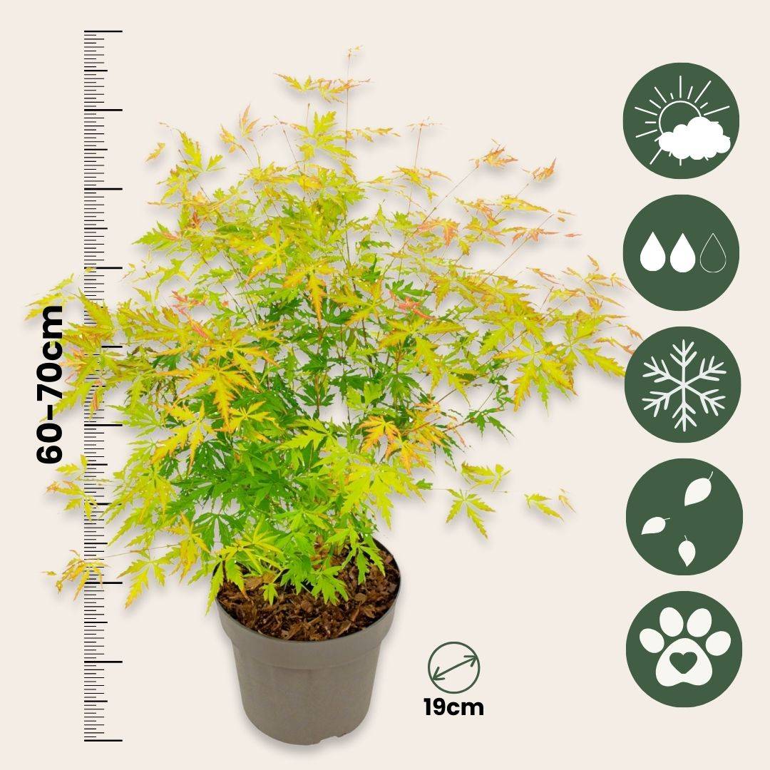 Érable du Japon - Acer palmatum 'Orange Lace' - Hauteur 60-70cm - ⌀19cm - Imagen 5