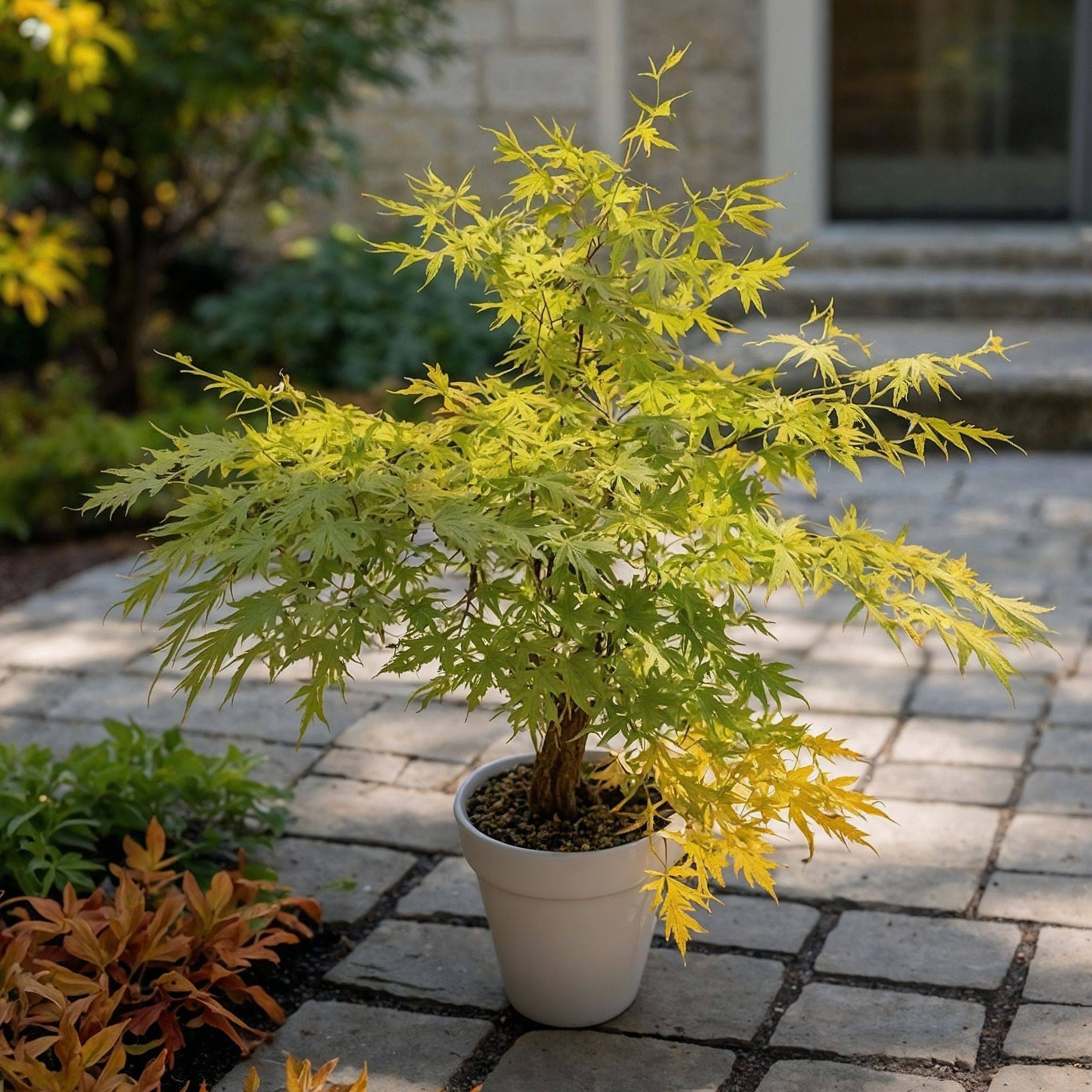 Érable du Japon - Acer palmatum 'Orange Lace' - Hauteur 60-70cm - ⌀19cm - Imagen 2