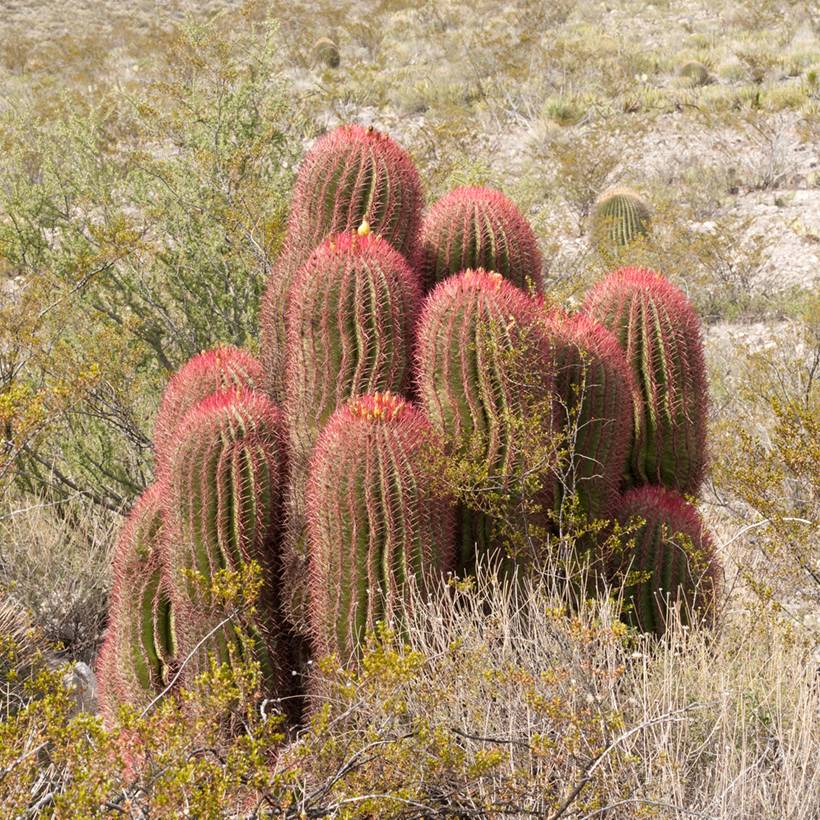 Promesse de Fleurs - Ferocactus stainesii - Cactus  Pot de 4L/5L