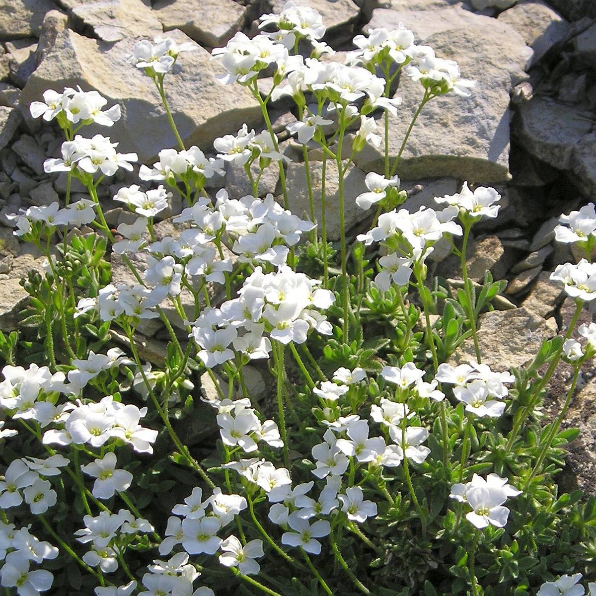 Promesse de Fleurs - Arabis ferdinandi coburgii - Arabette, Corbeille d'argent Godet de 8/9 cm