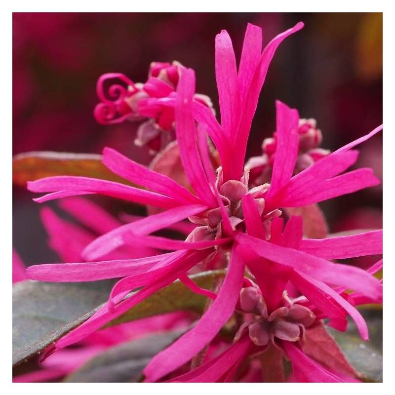 Loropetalum Pipa's Red, Loropétale à fleurs Rose - feuillage Persistant - Pot de 3L - 20/40 cm-  hauteur à maturité De 0,50 m à 1,00 m - Imagen 1