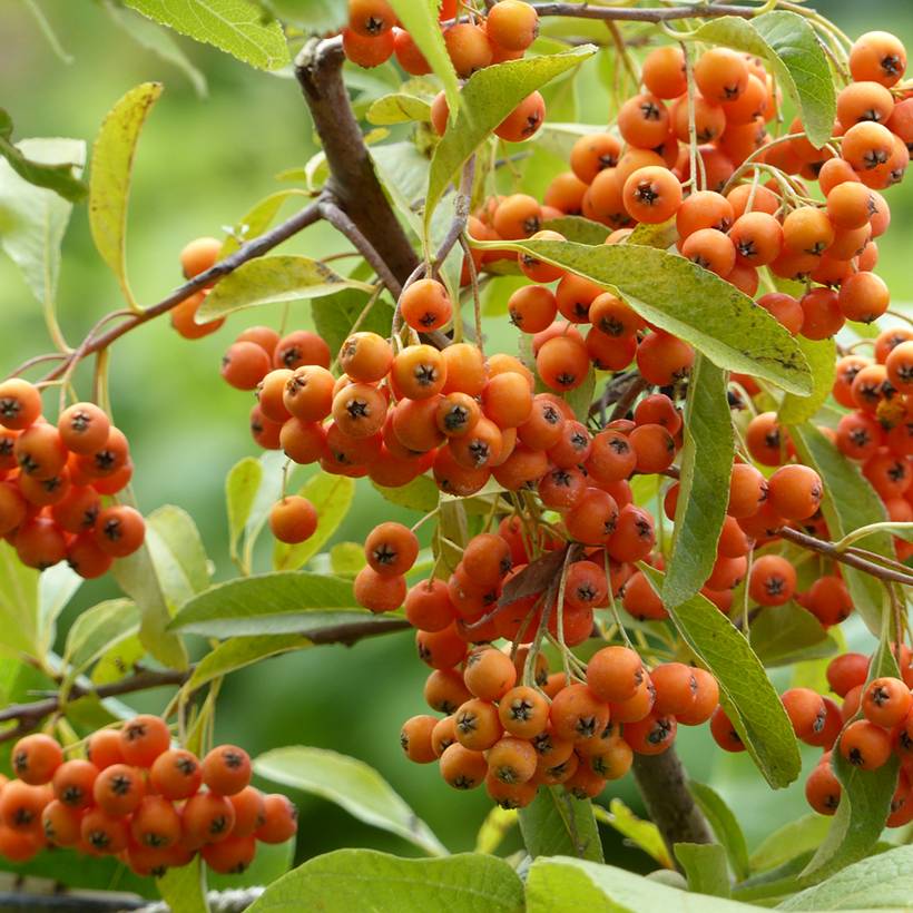 Promesse de Fleurs - Pyracantha Golden Charmer - Buissont ardent Pot de 2L/3L
