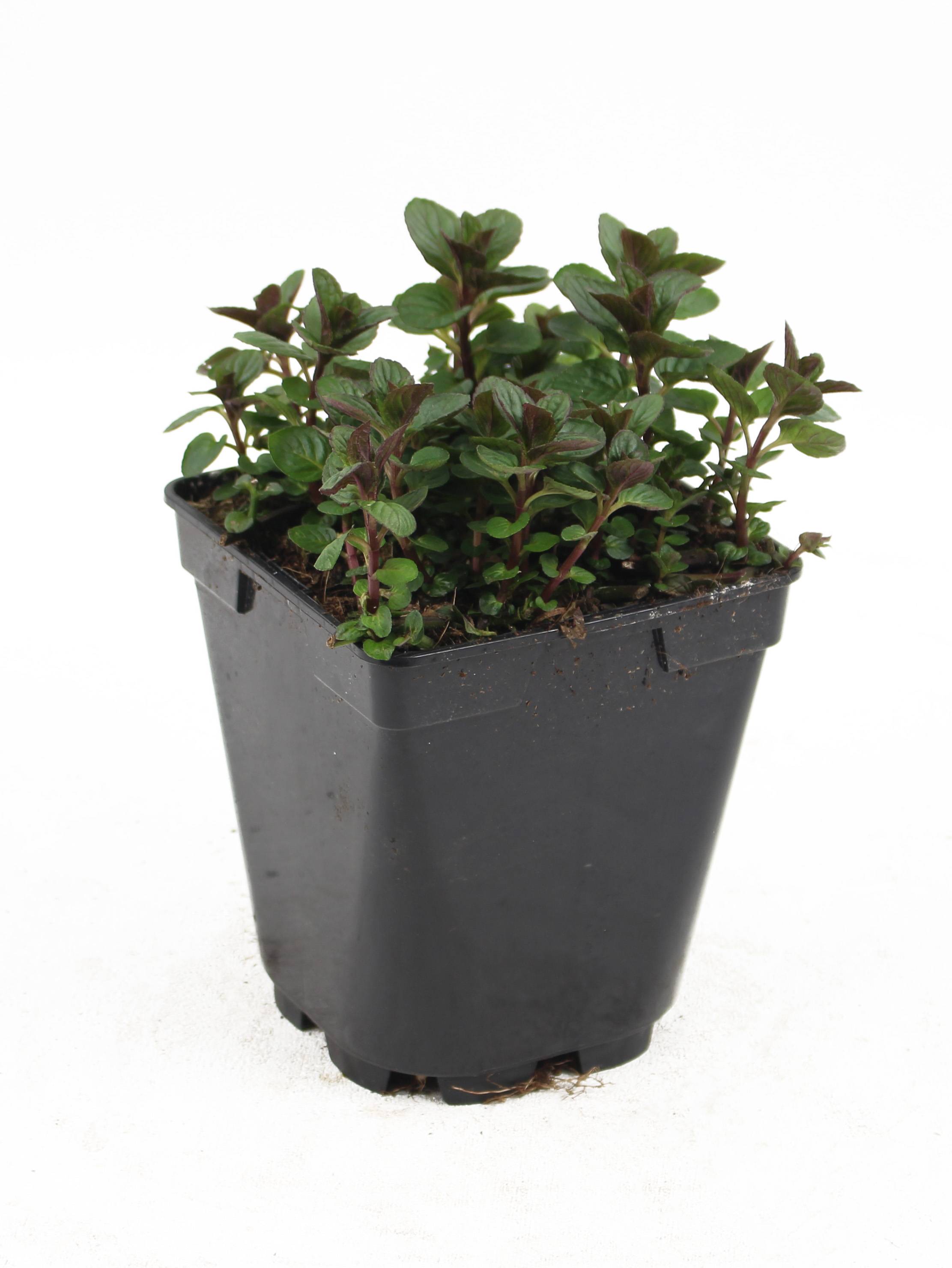 Fleuron D'Anjou - Plant de Menthe Mojito pot 1 l