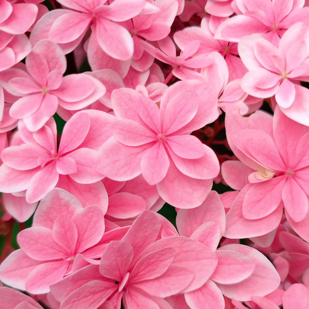 Promesse de Fleurs - Hortensia - Hydrangea macrophylla Tinkerbell Pot de 1,5L/2L