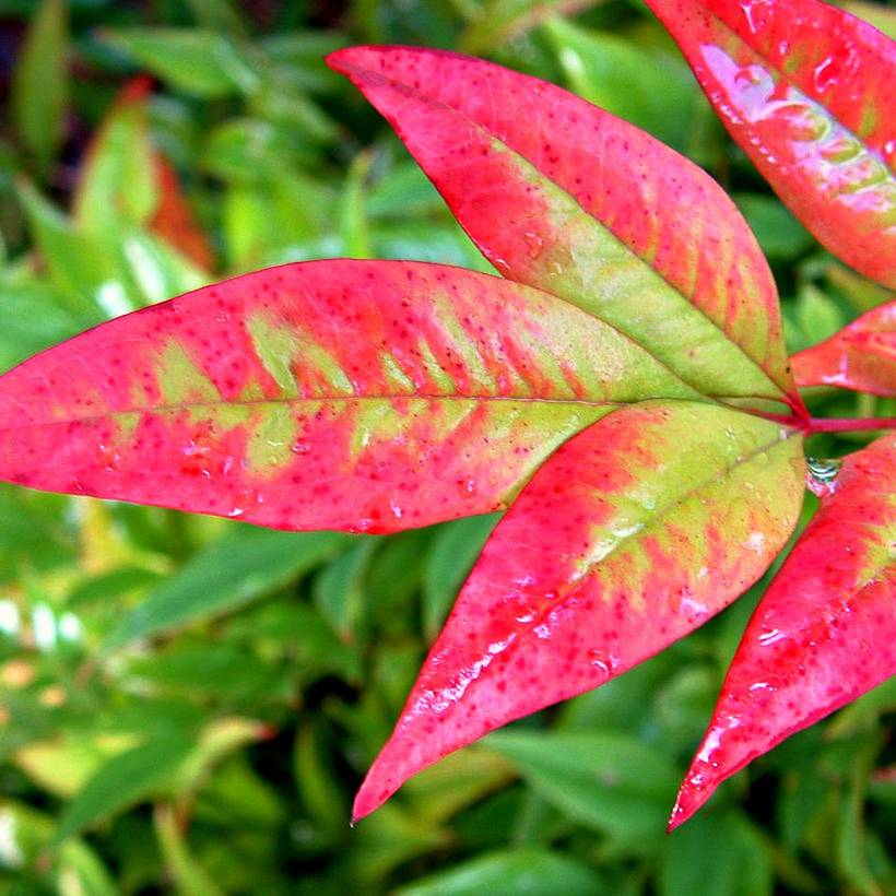 Promesse de Fleurs - Bambou sacré - Nandina domestica Moon Bay Godet de 8/9 cm