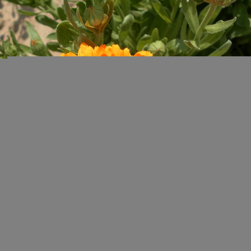 Promesse de Fleurs - Graines de Souci Pacific Beauty Flame - Calendula officinalis le sachet de 300 graines environ (2,5g)