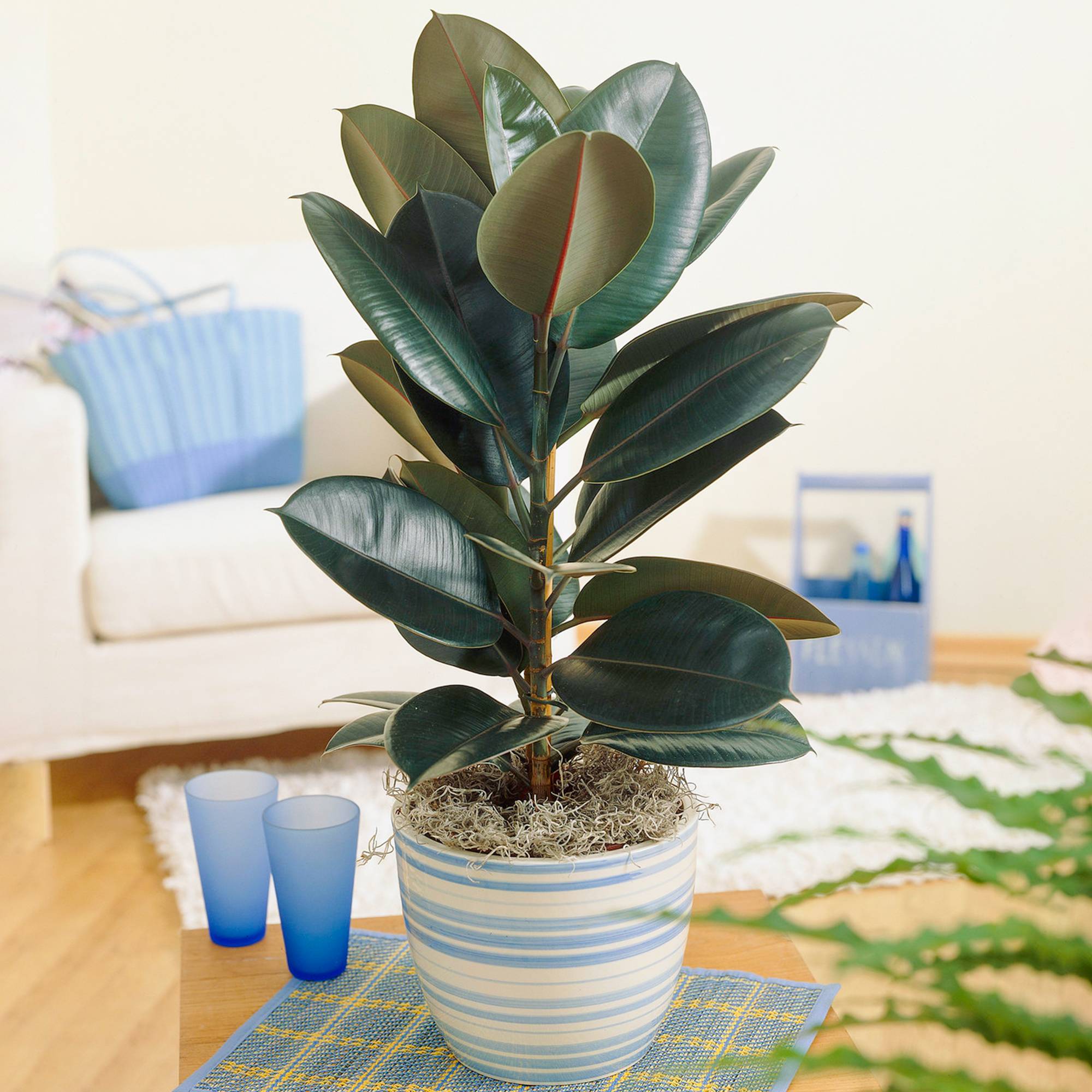 Gardenersdream - Ficus Abidjan | Hévéa Caoutchouc Vente Plante D'Intérieur | De 30 À 40 Cm Pot Inclus - GardenersDream - Image 1