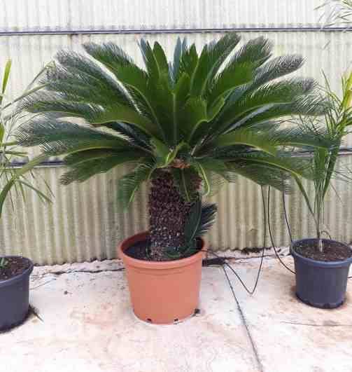 Sans Marque - Cycas revoluta (Cycas du japon-Sagou) Taille:Pot de 16L - Tronc de 10/20 cm - 60/80cm - Image 4