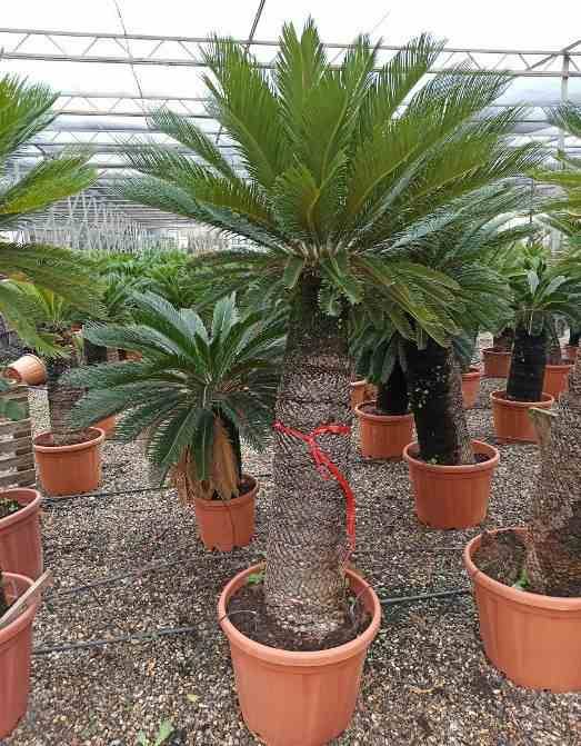 Sans Marque - Cycas revoluta (Cycas du japon-Sagou) Taille:Pot de 16L - Tronc de 10/20 cm - 60/80cm - Image 7