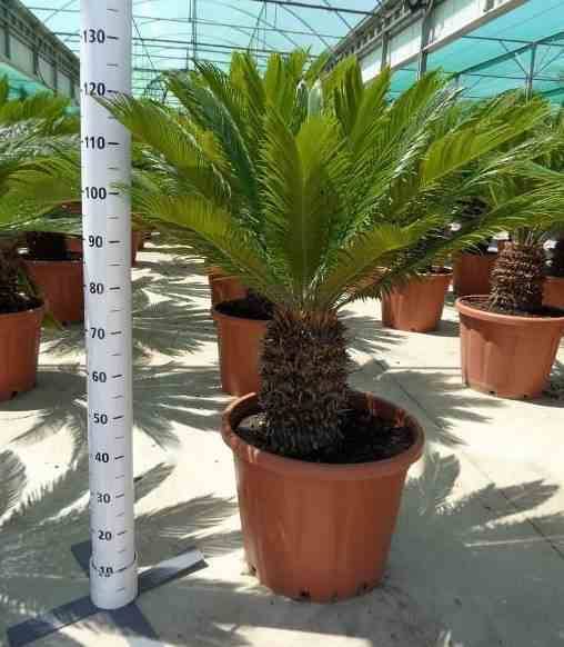 Sans Marque - Cycas revoluta (Cycas du japon-Sagou) Taille:Pot de 16L - Tronc de 10/20 cm - 60/80cm - Image 9