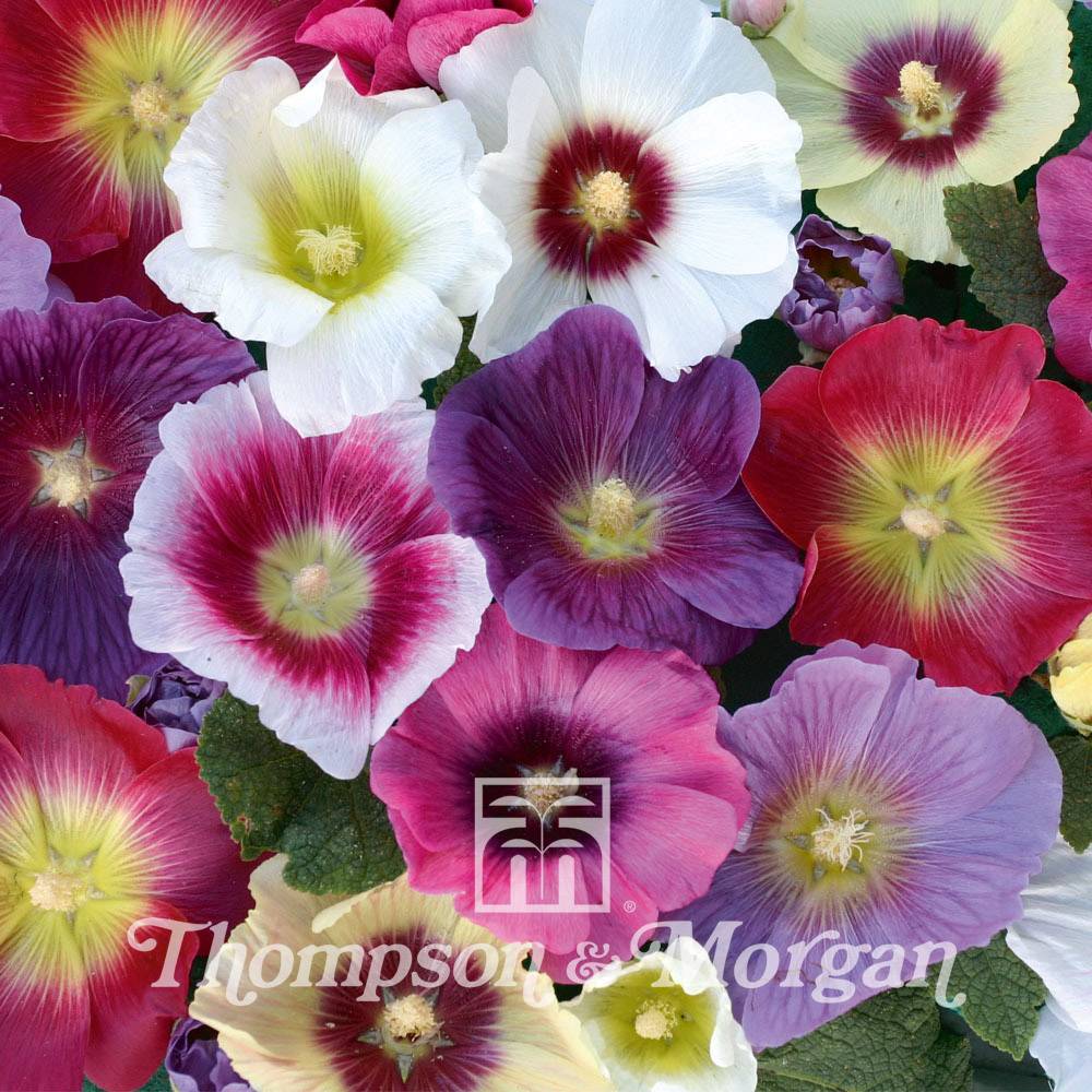 Graines de Rose trémière Halo Mixed - Alcea rosea le sachet de 25 graines environ