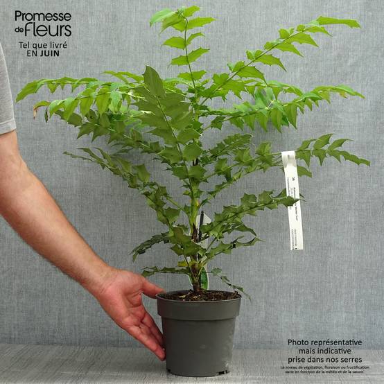 Mahonia media Winter Sun Pot de 2L/3L - Image 2