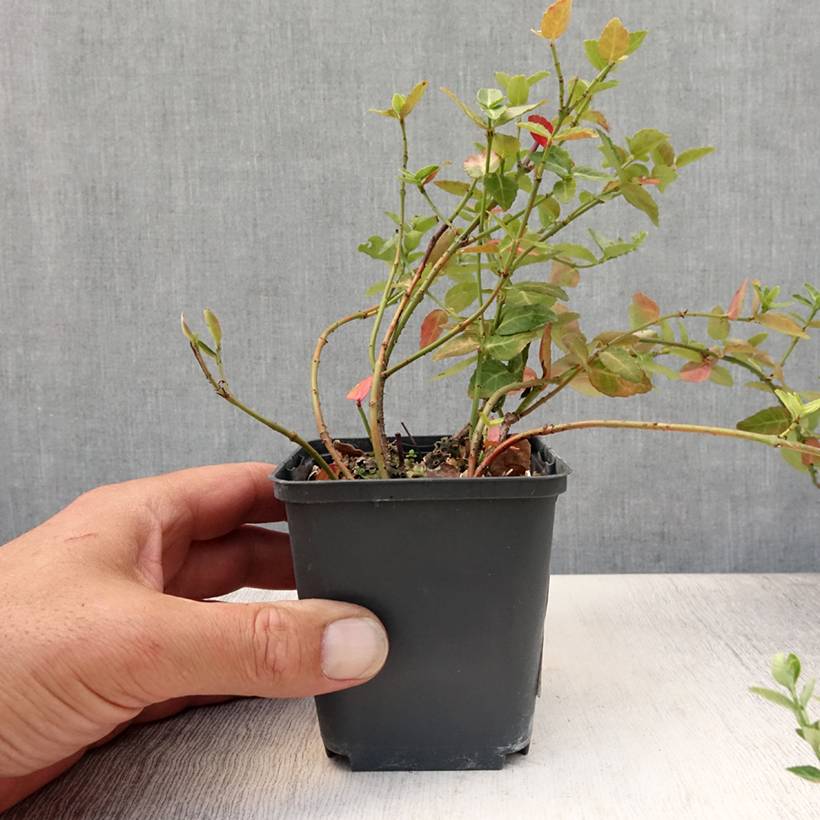 Euonymus fortunei Radicans - Fusain rampant Godet de 8/9 cm - Image 2