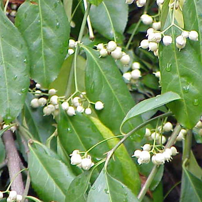 Euonymus fortunei Radicans - Fusain rampant Godet de 8/9 cm - Image 1