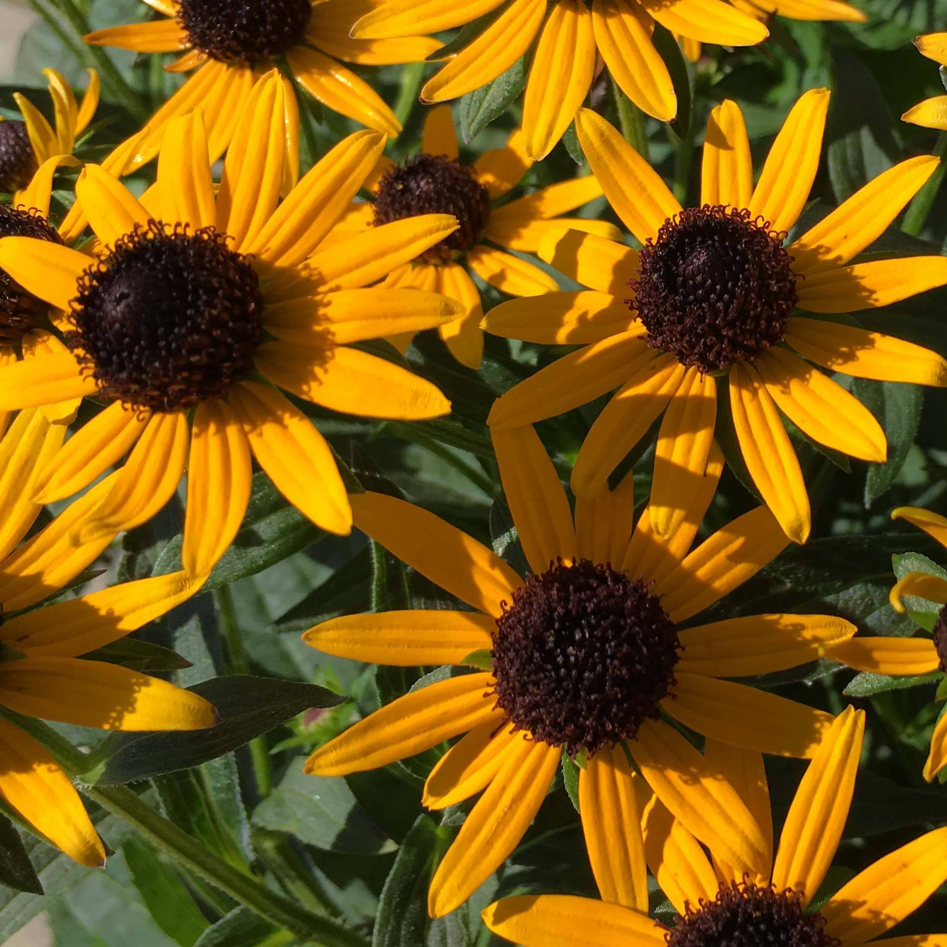 Promesse de Fleurs - Rudbeckia fulgida Little Goldstar Pot de 2L/3L