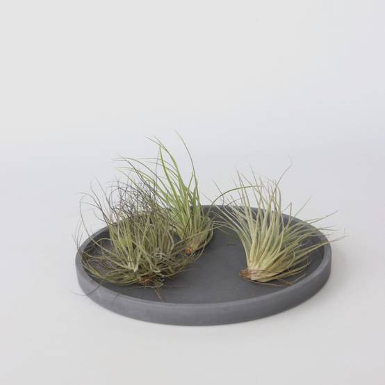 Plant In A Box - Plante aérienne - Set de 6 - Tillandsia - Hauteur 5-15cm - ⌀5cm - Image 2