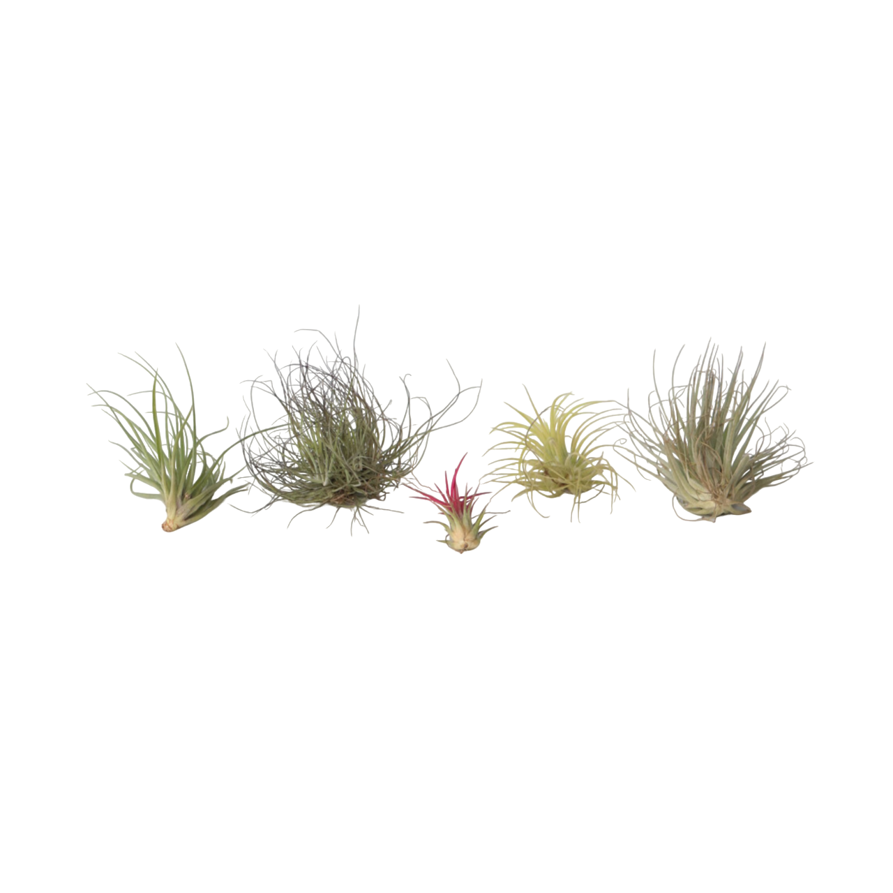 Plant In A Box - Plante aérienne - Set de 6 - Tillandsia - Hauteur 5-15cm - ⌀5cm - Image 1