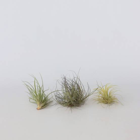 Plant In A Box - Plante aérienne - Set de 6 - Tillandsia - Hauteur 5-15cm - ⌀5cm - Image 3