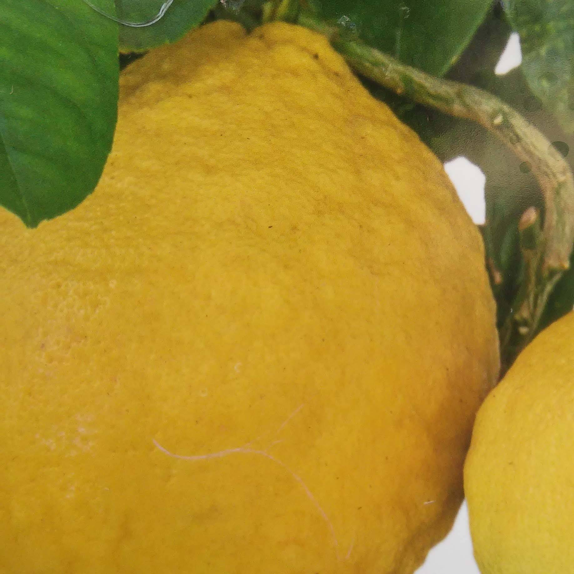 Citrus Lipo - Citrus limon x Citrus paradisi Pot de 4L/5L, 1/4 de tige