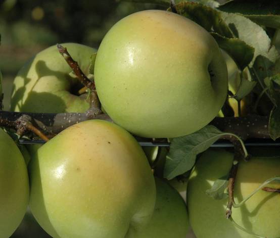 Promesse de Fleurs - Pommier Golden Delicious Pot de 7,5L/10L, Demi-Tige