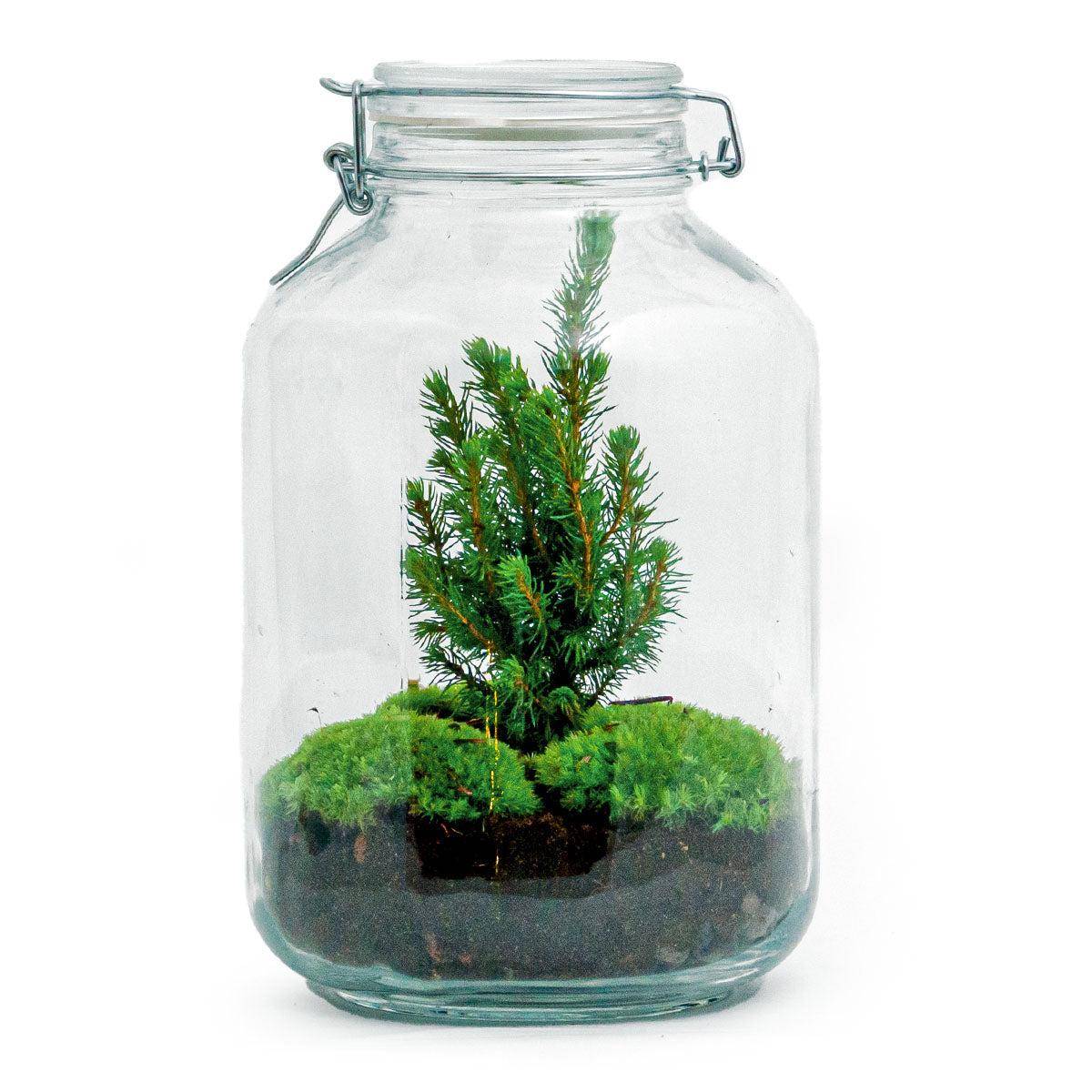Terrarium à composer bocal en verre recyclé - Ø18-H28cm - sans outils - Terrarium DIY - Image 3
