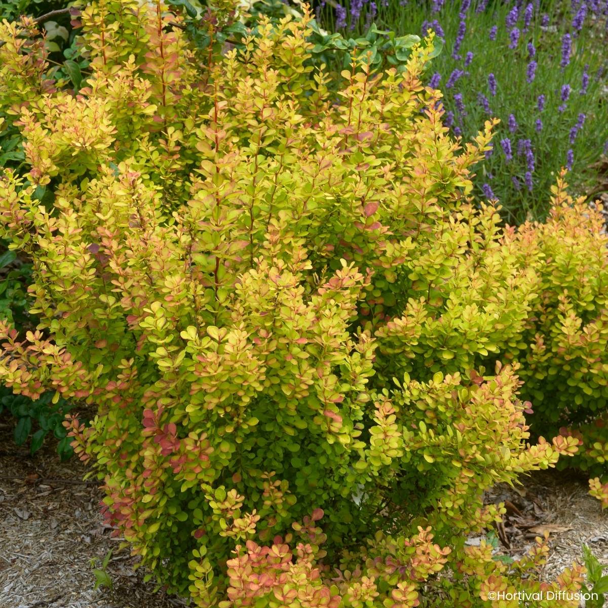 Promesse de Fleurs - Berberis thunbergii Orange Torch - Epine-vinette Godet de 8/9 cm